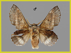 P. japonicum