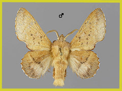 P. tremulifolium