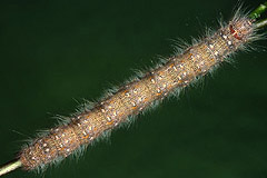 P. populi