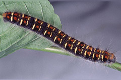 T. crataegi