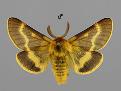 L. dumi