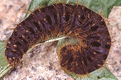 L. dumi
