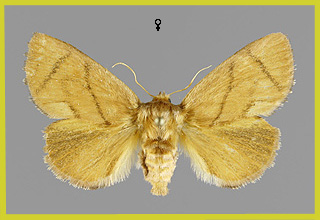 A. limacodes