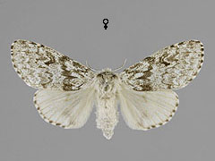 C. abietis