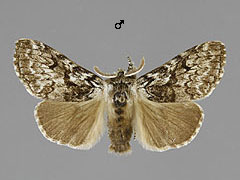 C. abietis