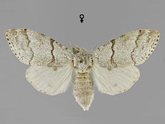 C. pudibunda