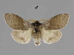 C. pudibunda