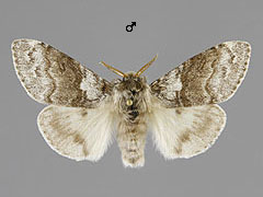 C. pudibunda