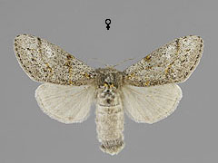 D. fascelina