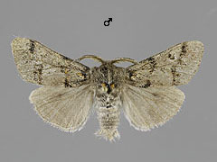 D. fascelina