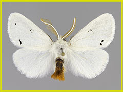 E. chrysorrhoea