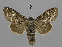G. selenitica