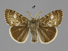 G. selenitica