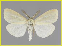 L. coenosa