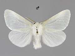 L. salicis