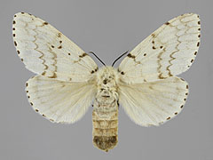 L. dispar