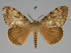 L. dispar