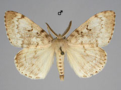 L. dispar