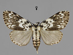 L. monacha