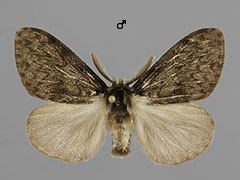 L. monacha