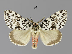 L. monacha