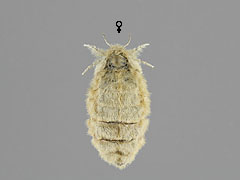 O. antiqua