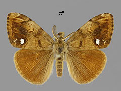 O. antiqua