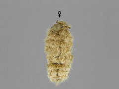 O. antiquoides
