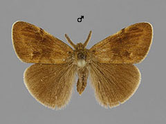 O. antiquoides
