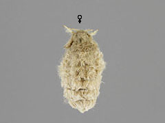 O. recens