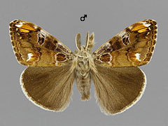 O. recens