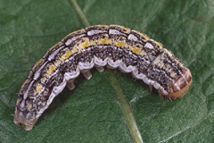 A. praecox