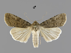 A. squalida