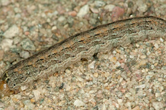 A. squalida