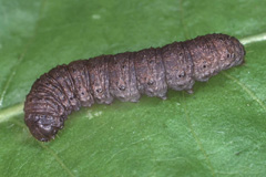A. cinerea