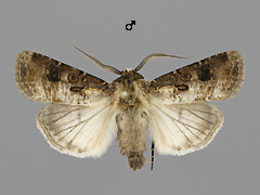 A. clavis