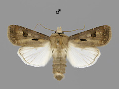 A. exclamationis