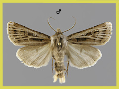 A. fatidica
