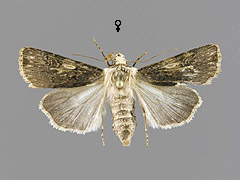 A. puta