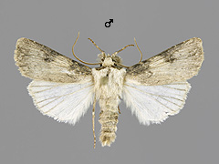 A. puta