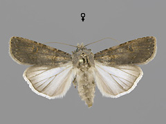 A. segetum