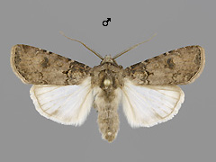 A. segetum