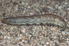 A. vestigialis