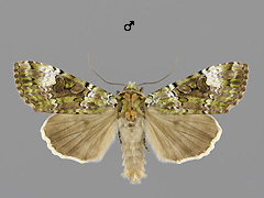 A. prasinus