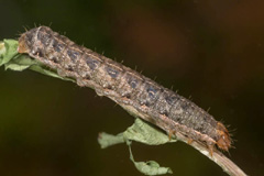 A. prasinus