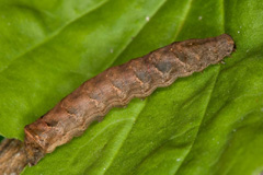 A. putris