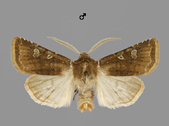 C. leucographa
