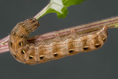 C. rubricosa