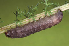 C. cuprea