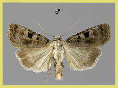 C. deplanata
